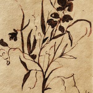 Vintage botanical sketch of flowering plant on parchment